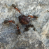 Boj proti mravenci v zahradním pozemku - účinné prostředky